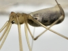 Pholcus phalangioides
