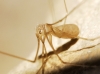 Pholcus phalangioides