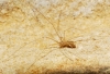 Pholcus phalangioides