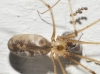 Pholcus phalangioides