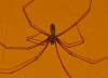 Pholcus phalangioides