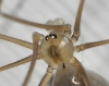 Pholcus phalangioides