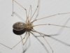Pholcus phalangioides