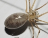 Pholcus phalangioides