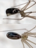 Pholcus phalangioides