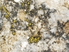 Pholcus cf. opilionoides