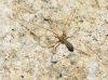 Pholcus opilionoides