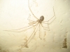 Pholcus phalangioides