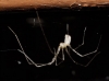 Pholcus sp.