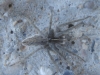 Pisaura mirabilis