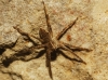 Pisaura mirabilis