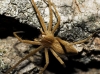 Pisaura mirabilis