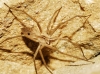 Pisaura mirabilis