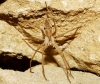Pisaura mirabilis