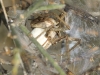 Pisaura mirabilis