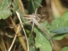 Pisaura mirabilis