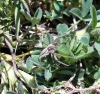Pisaura mirabilis