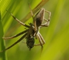 Pisaura mirabilis