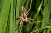 Pisaura mirabilis