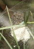 Pisaura mirabilis