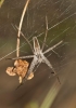 Pisaura mirabilis