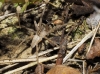 Pisaura mirabilis