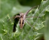 Pisaura mirabilis