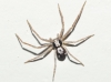 Pulchellodromus sp.