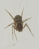 Scytodes thoracica