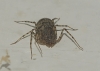 Scytodes thoracica
