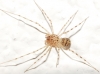 Scytodes thoracica
