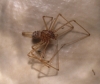 Scytodes univittata