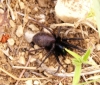 Segestria florentina