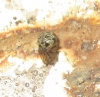 Steatoda cf. triangulosa