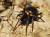 Steatoda paykulliana