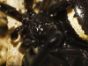 Steatoda paykulliana