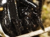 Steatoda paykulliana