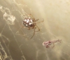 Steatoda triangulosa