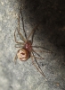 Steatoda triangulosa