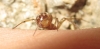 Steatoda triangulosa