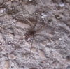 Steatoda triangulosa
