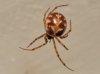 Steatoda triangulosa