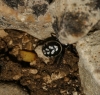 Steatoda albomaculata