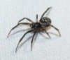 Steatoda cf. albomaculata
