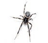 Steatoda cf. albomaculata