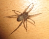 Tegenaria