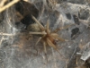 Tegenaria sp.