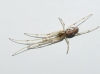 Tetragnatha 1 de 2