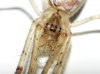 Tetragnatha 2 de 2