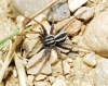 Thanatus sp.
